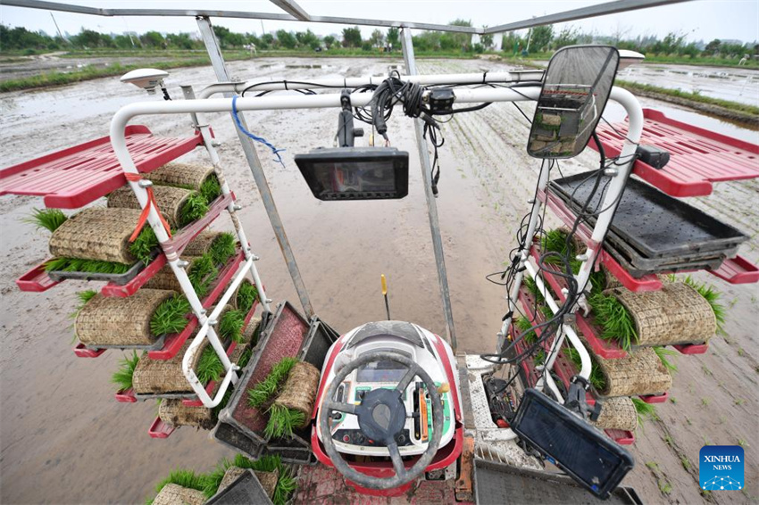 Planta??o de arroz verde e agricultura inteligente impulsionam desenvolvimento agrícola na China