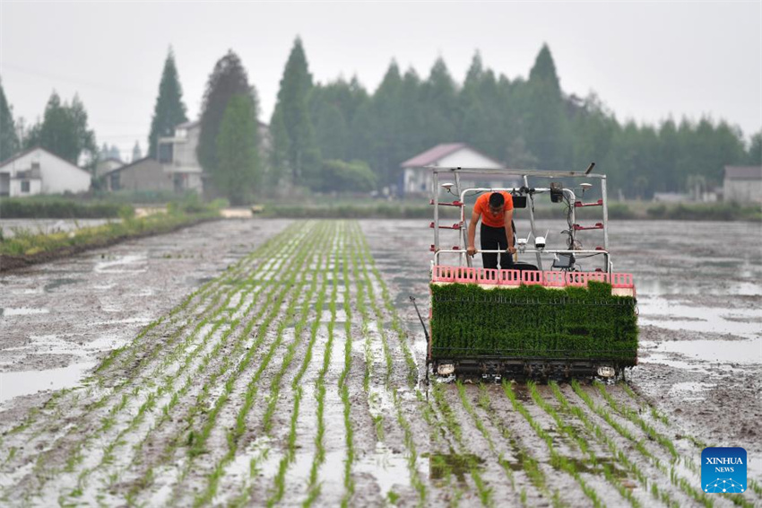 Planta??o de arroz verde e agricultura inteligente impulsionam desenvolvimento agrícola na China