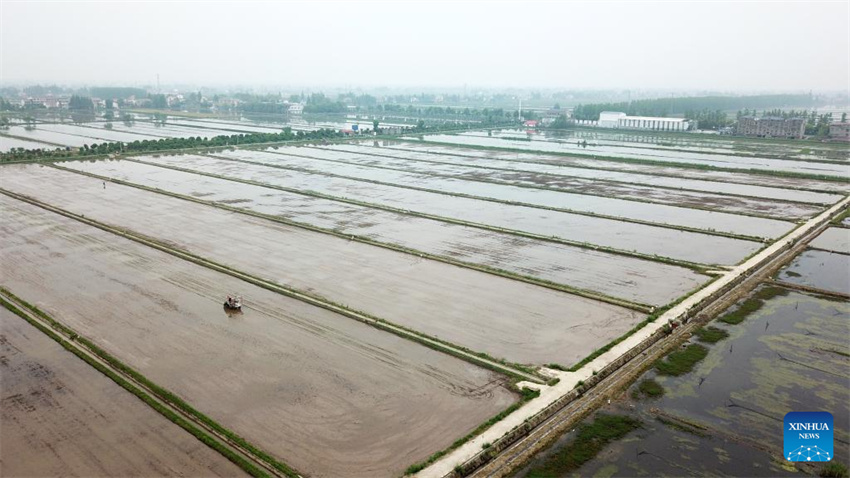 Planta??o de arroz verde e agricultura inteligente impulsionam desenvolvimento agrícola na China