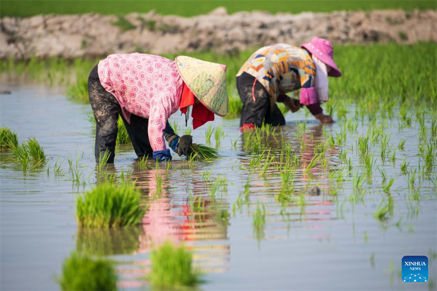 Planta??o de arroz verde e agricultura inteligente impulsionam desenvolvimento agrícola na China