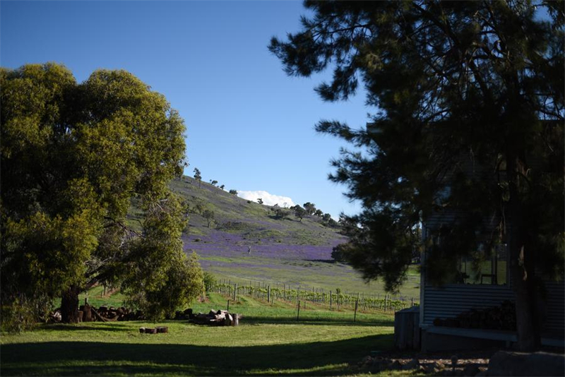 Galeria: vinho australiano pauta evolu??o do comércio sino-australiano