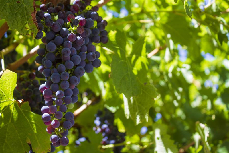 Galeria: vinho australiano pauta evolu??o do comércio sino-australiano