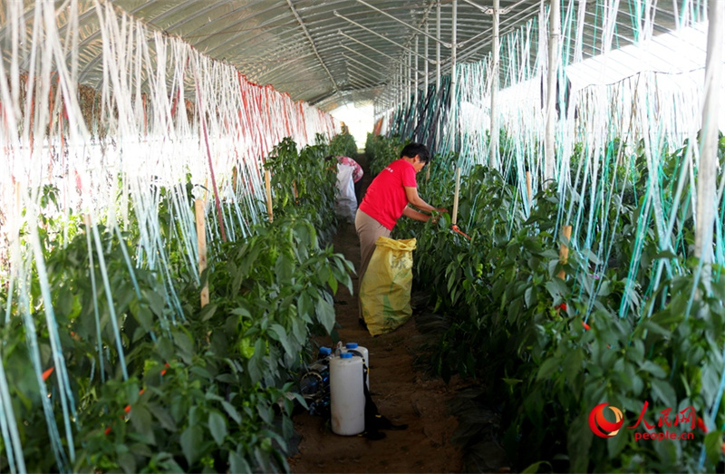 Investir em Henan: agricultura possibilita gera??o de riqueza para popula??o geral