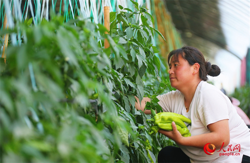 Investir em Henan: agricultura possibilita gera??o de riqueza para popula??o geral