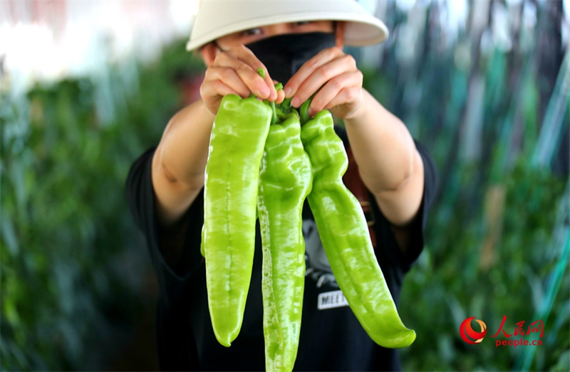 Investir em Henan: agricultura possibilita gera??o de riqueza para popula??o geral