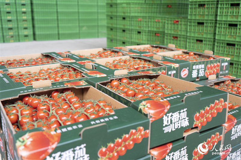 Investir em Xinjiang: tecnologia de ponta aplicada em parque agrícola permite colheitas durante todo o ano