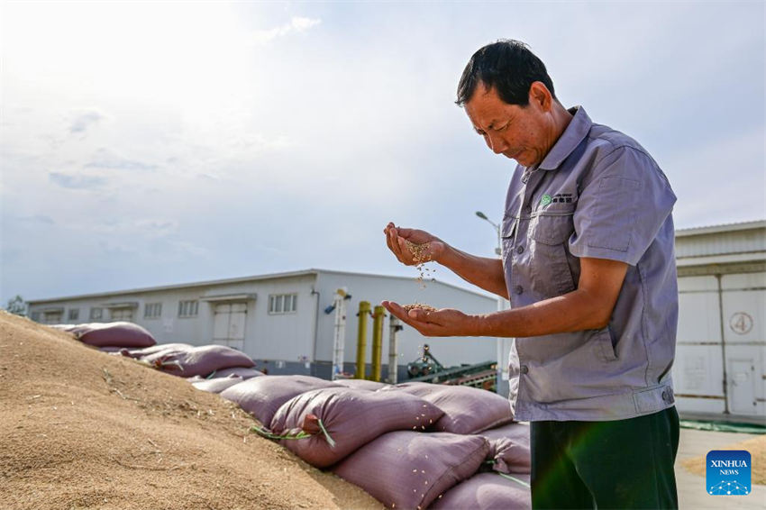 Grande área de produ??o de trigo em Xinjiang entra na temporada de colheita