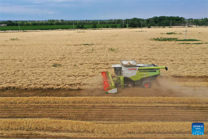 Grande área de produ??o de trigo em Xinjiang entra na temporada de colheita