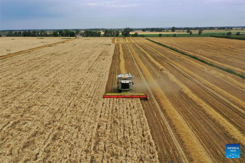 Grande área de produ??o de trigo em Xinjiang entra na temporada de colheita