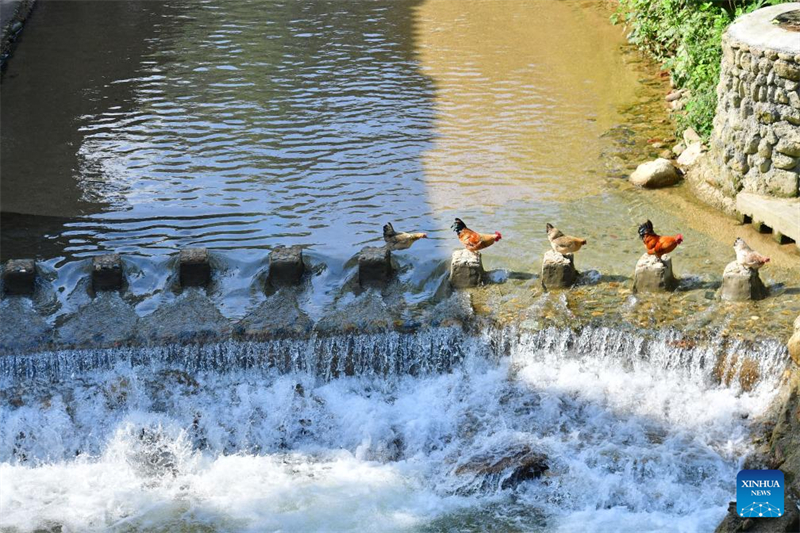 Aldeia do grupo étnico Miao na China promove revitaliza??o rural para maior desenvolvimento