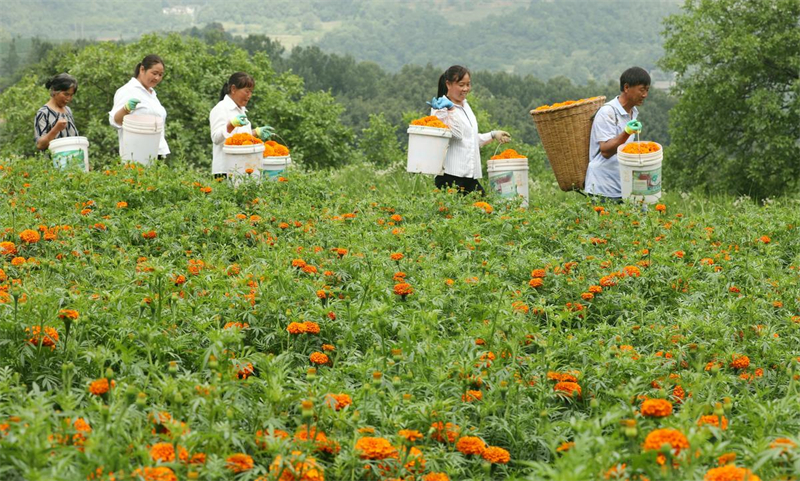 Cultivo de tagetes erecta contribui para aumento da renda da popula??o