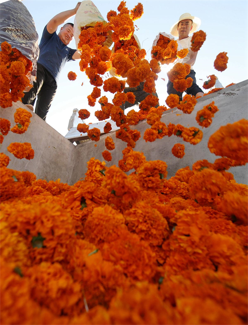 Cultivo de tagetes erecta contribui para aumento da renda da popula??o