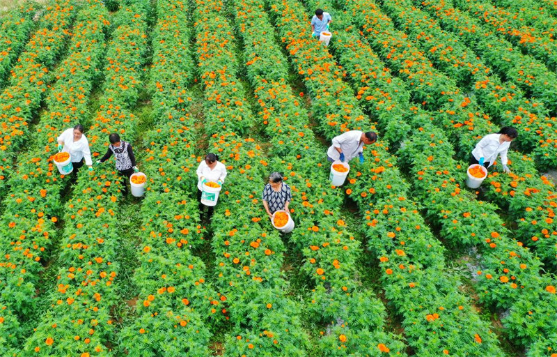 Cultivo de tagetes erecta contribui para aumento da renda da popula??o