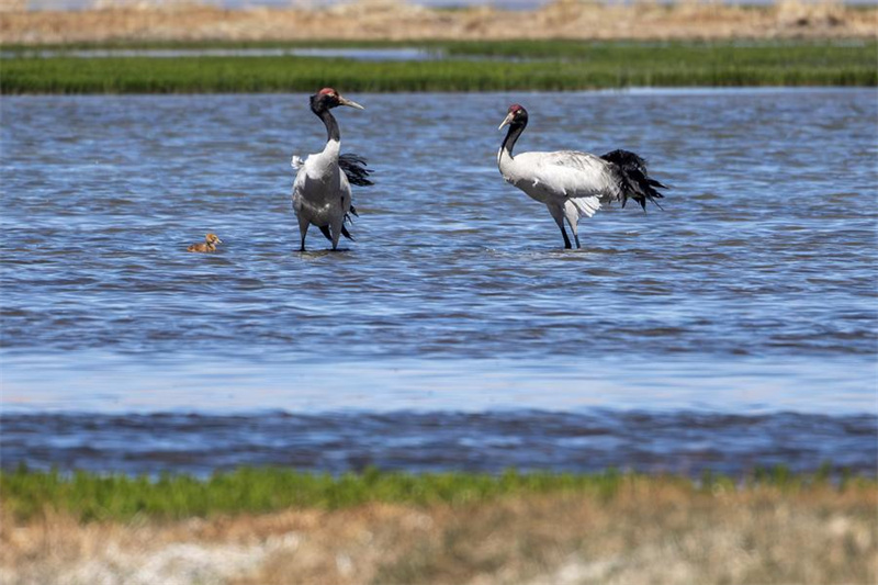 Enfoque: Estudos mostram progresso significativo na constru??o de barreiras de seguran?a ecológica em Xizang