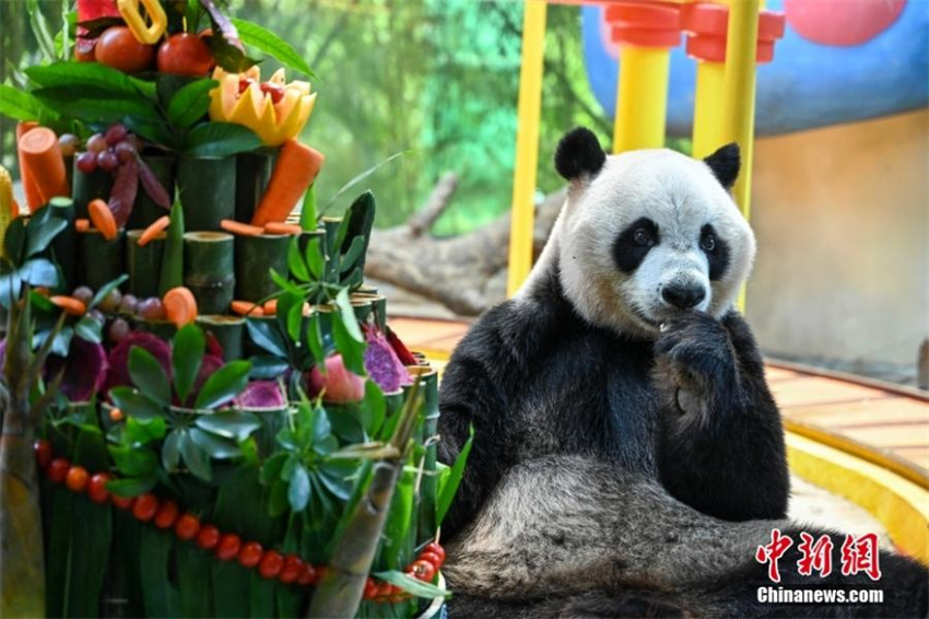 únicos pandas gigantes trigêmeos do mundo completam 10 anos, estabelecendo dois títulos no Guinness World Records