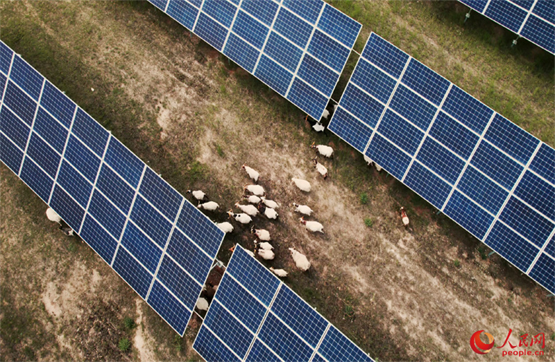 Qinghai: explora??o de energia solar dá origem a ecossistema peculiar