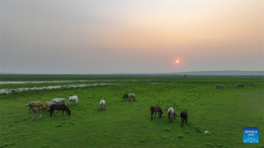Uma olhada da barreira de seguran?a ecológica no norte da China