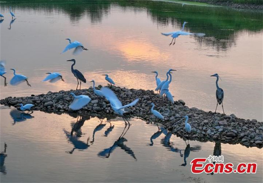 Pantanal Neiqiu: recupera??o ecológica cria santuário de aves em Hebei
