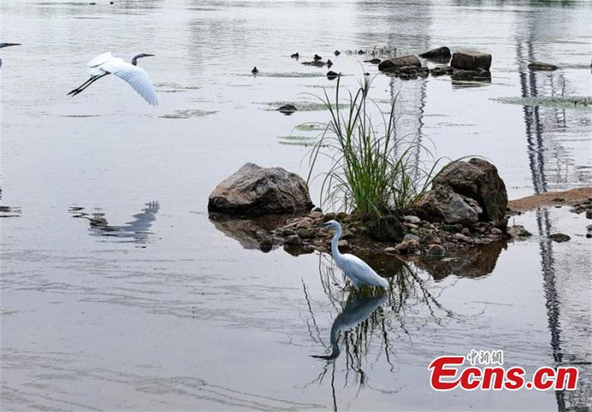 Pantanal Neiqiu: recupera??o ecológica cria santuário de aves em Hebei