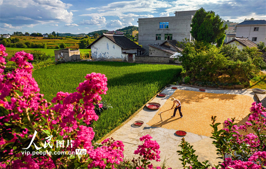 Guizhou: agricultores aproveitam o outono para fazer secagem de gr?os