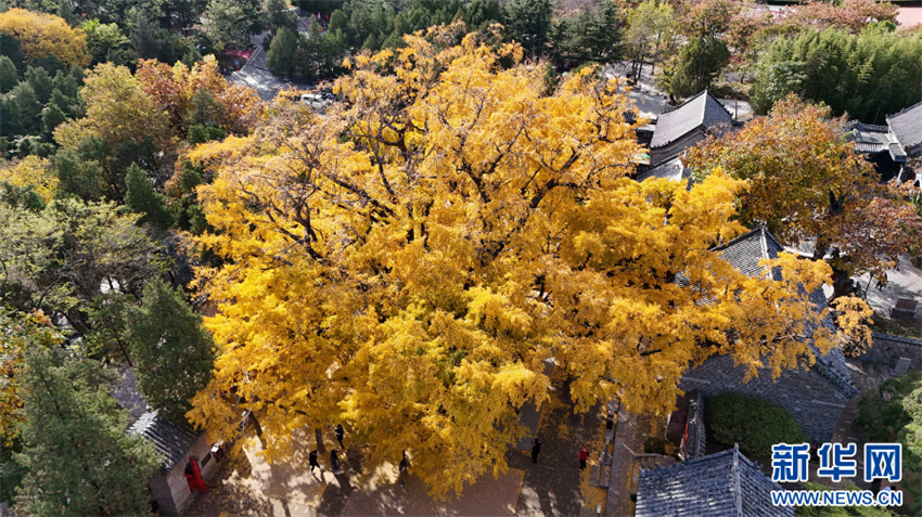 árvore ginkgo de mil anos está em seu melhor período de visualiza??o em Shandong