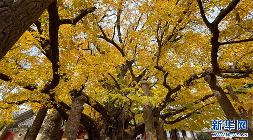 árvore ginkgo de mil anos está em seu melhor período de visualiza??o em Shandong