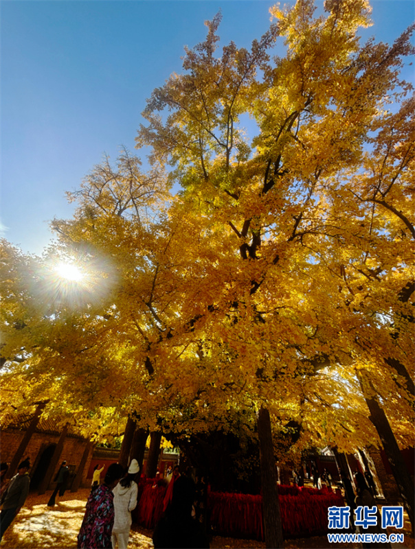árvore ginkgo de mil anos está em seu melhor período de visualiza??o em Shandong