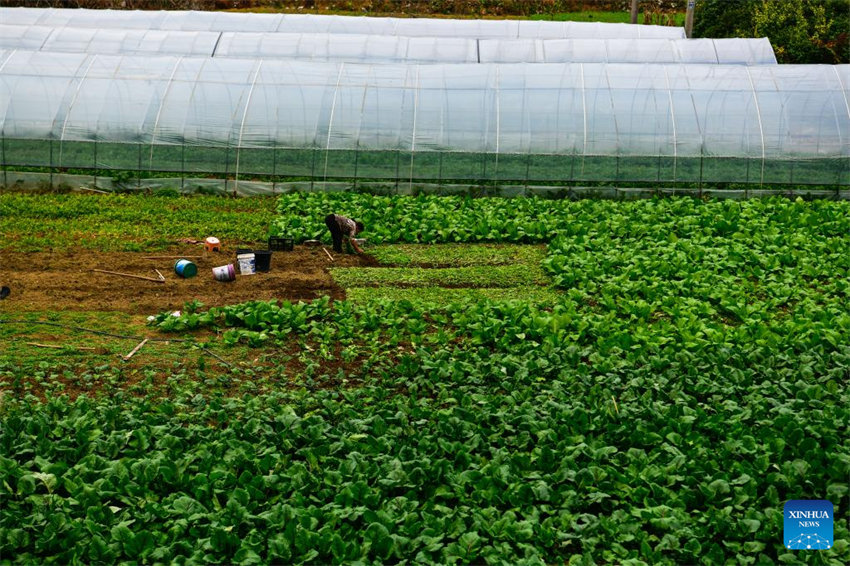 Linha especial de ?nibus ajuda moradores a vender produtos agrícolas em Guizhou