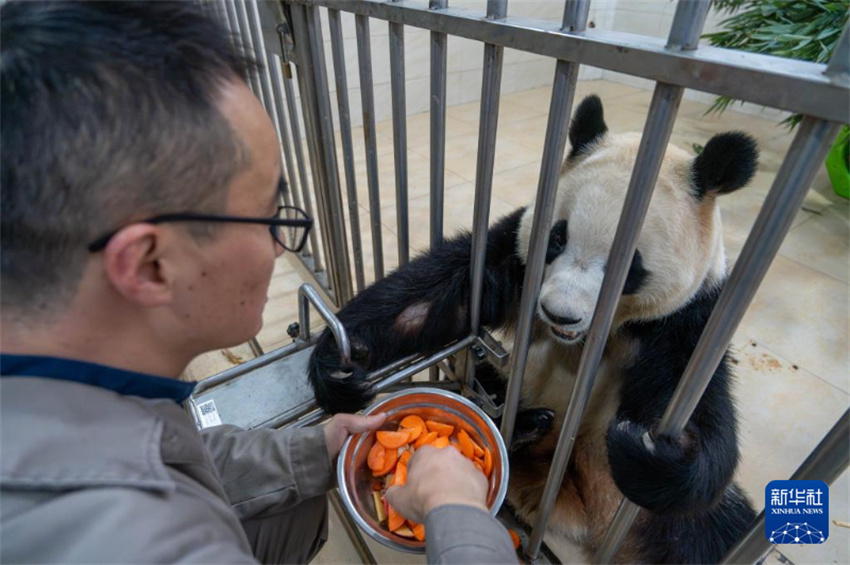 Fu Bao sob observa??o após comportamento anormal