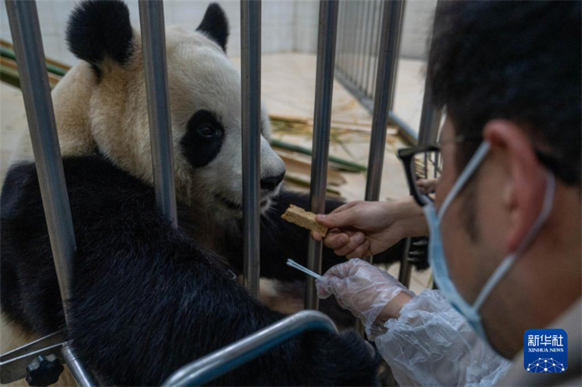 Fu Bao sob observa??o após comportamento anormal