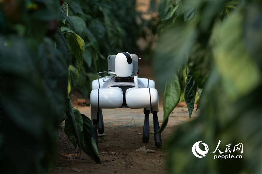 C?o-rob? com inteligência artificial utilizado em estufas de vegetais em Shandong