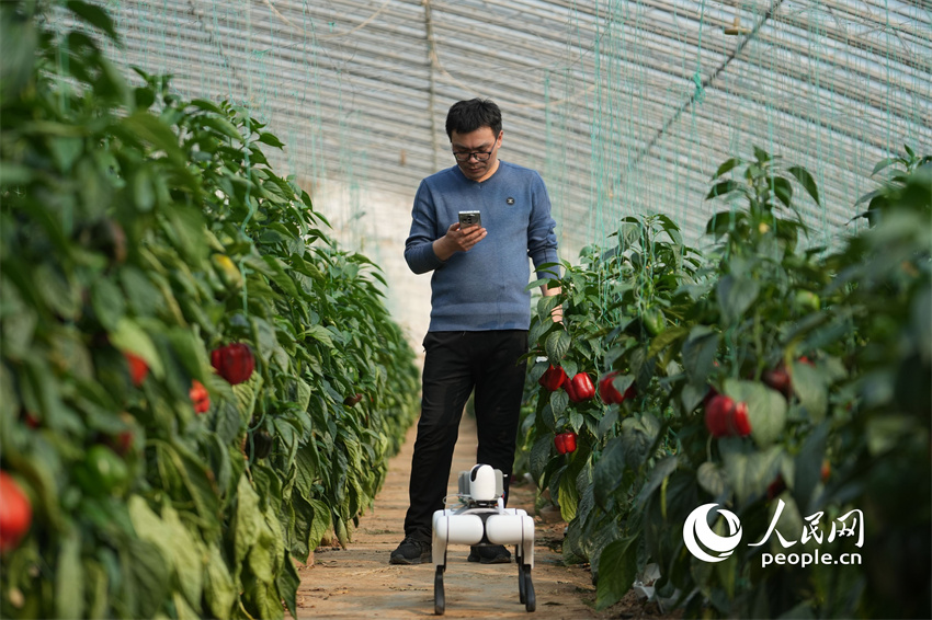 C?o-rob? com inteligência artificial utilizado em estufas de vegetais em Shandong