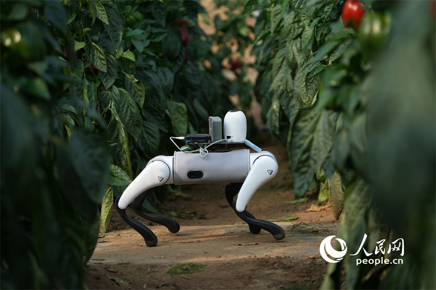 C?o-rob? com inteligência artificial utilizado em estufas de vegetais em Shandong