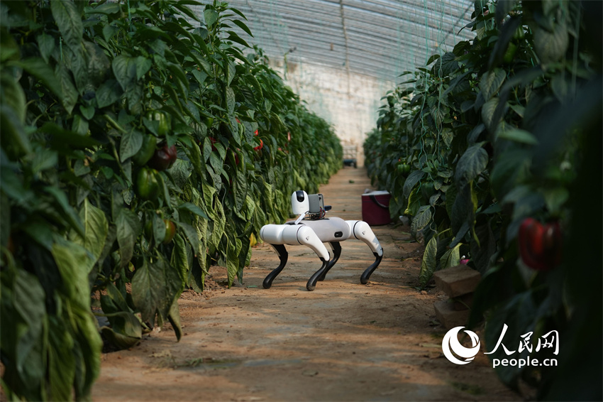 C?o-rob? com inteligência artificial utilizado em estufas de vegetais em Shandong