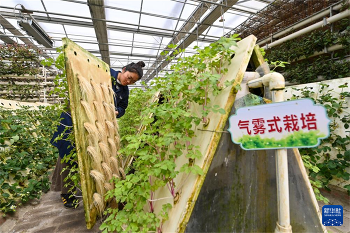 Agricultura inteligente ajuda a aumentar produ??o e renda em Shanxi, norte da China