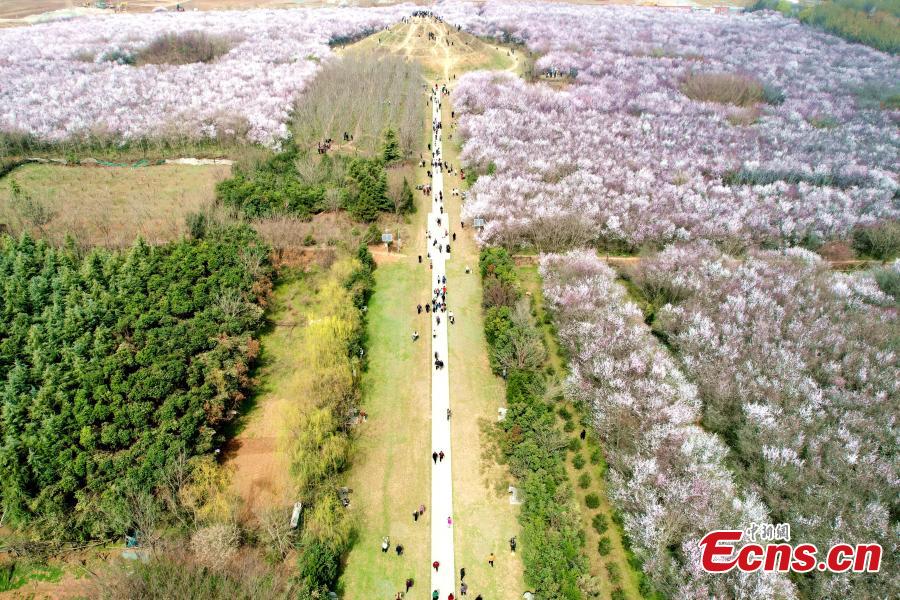 Xi'an: 20 hectares de flores de pêssego em plena flora??o atraem visitantes