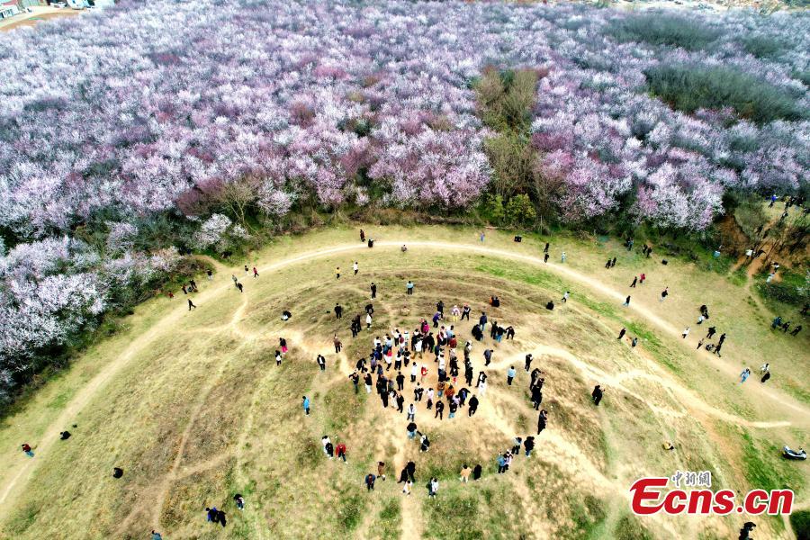 Xi'an: 20 hectares de flores de pêssego em plena flora??o atraem visitantes