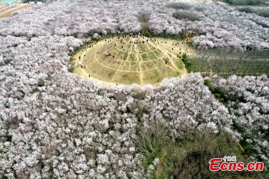 Xi'an: 20 hectares de flores de pêssego em plena flora??o atraem visitantes