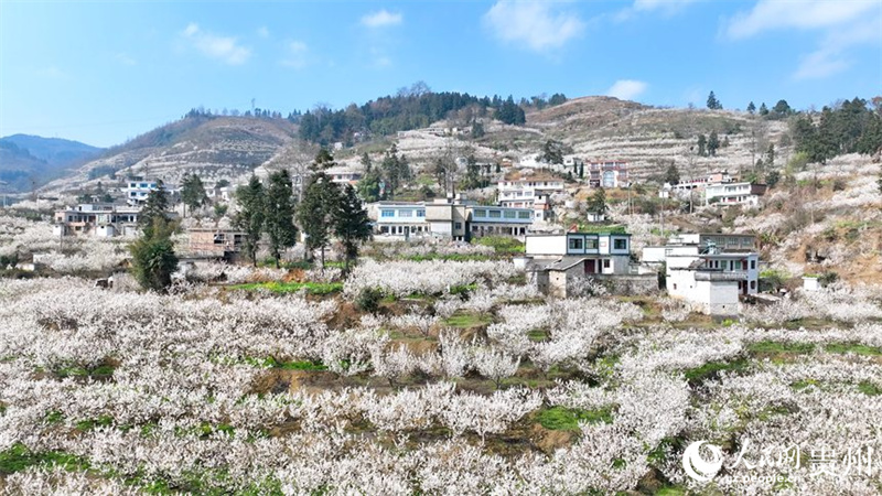 Paisagem de mar de flores de cerejeira em Guizhou, sudoeste da China
