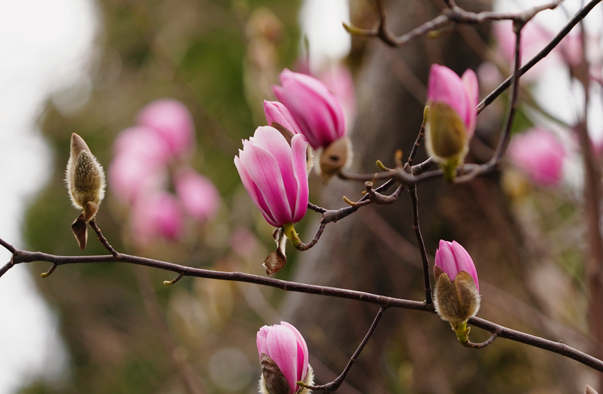 Shaanxi: árvore centenária de lótus atinge pico de flora??o