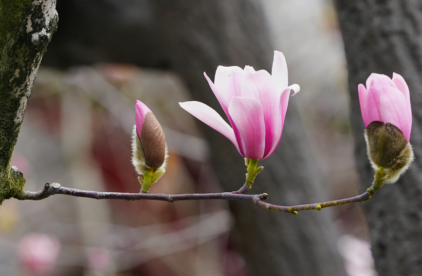 Shaanxi: árvore centenária de lótus atinge pico de flora??o