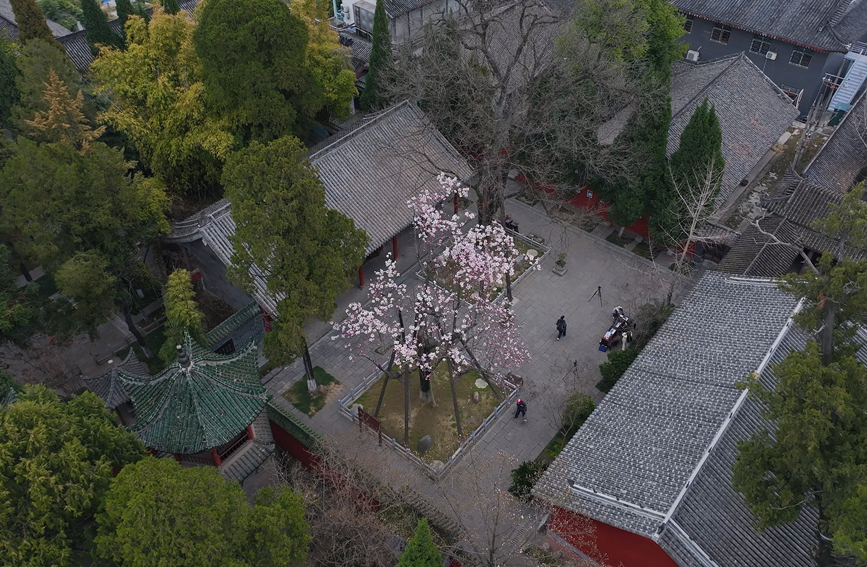 Shaanxi: árvore centenária de lótus atinge pico de flora??o
