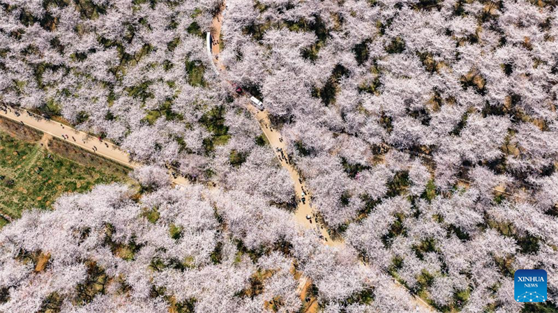 Galeria: vista das cerejeiras em Gui'an, sudoeste da China