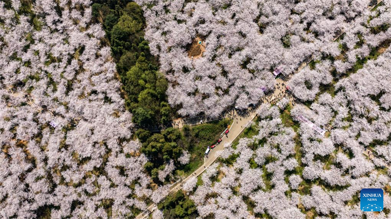 Galeria: vista das cerejeiras em Gui'an, sudoeste da China