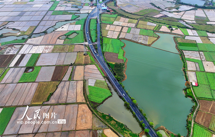 Jiangxi: aldeia de Wuxi repleta de cor após chegada da primavera