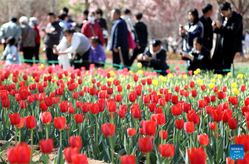 Chegada da primavera impulsiona turismo em toda a China