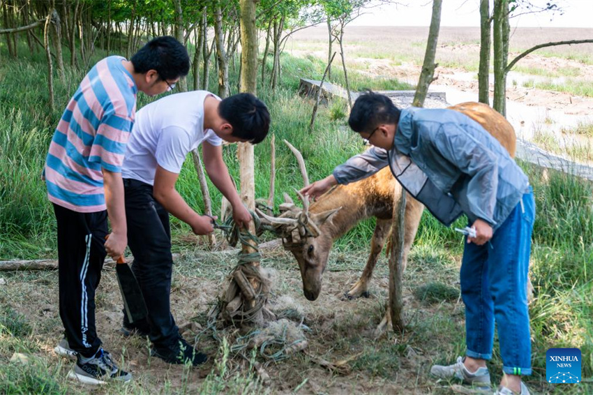 Guardi? do cervo-milu se dedica à busca da harmonia entre a humanidade e a natureza