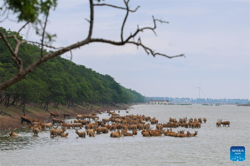 Guardi? do cervo-milu se dedica à busca da harmonia entre a humanidade e a natureza