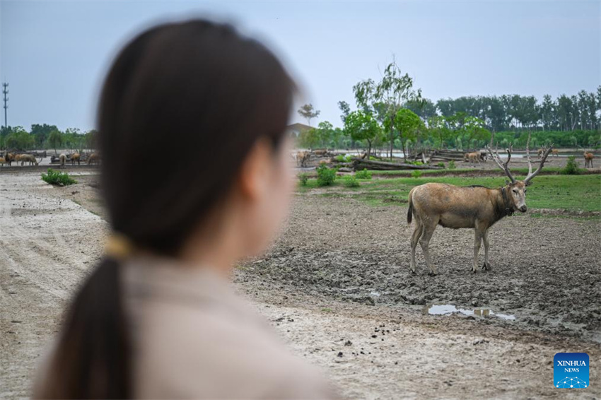 Guardi? do cervo-milu se dedica à busca da harmonia entre a humanidade e a natureza