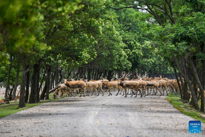 Guardi? do cervo-milu se dedica à busca da harmonia entre a humanidade e a natureza